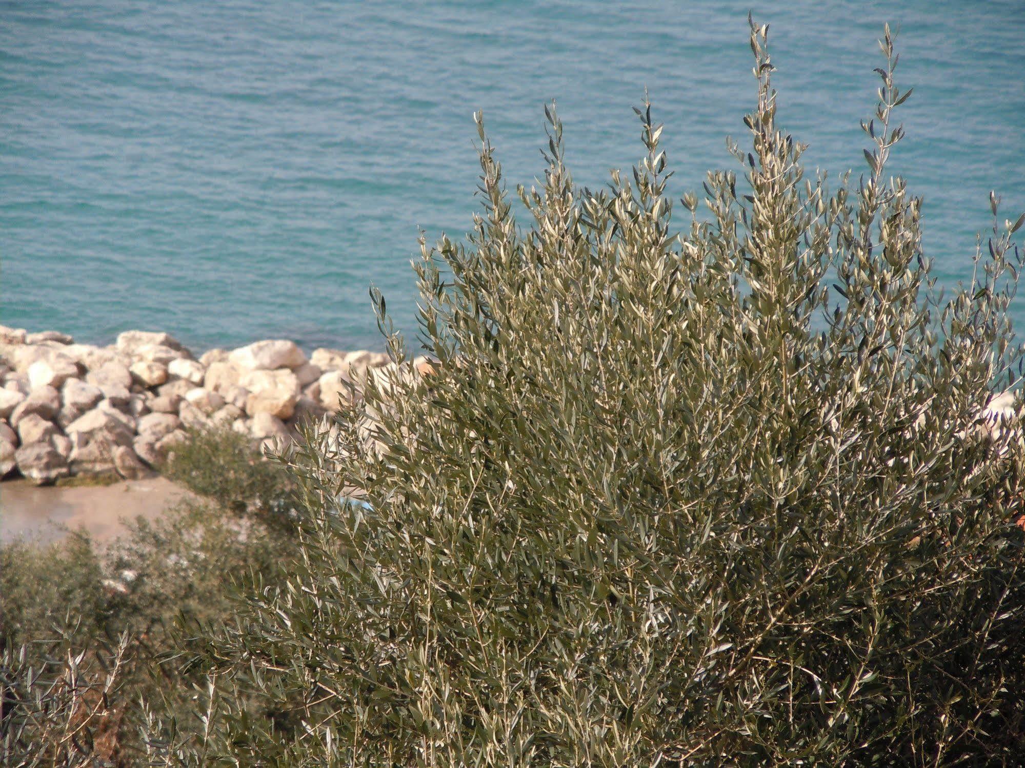 Villa Rosmary - Sorrento Coast - Gulf Of Naples View Εξωτερικό φωτογραφία